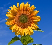 mindtouch.page#thumbnail