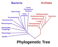 4 : Diversité procaryote