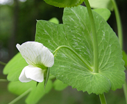 mindtouch.page#thumbnail