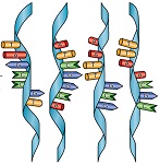 mindtouch.page#thumbnail