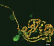 mindtouch.page#thumbnail